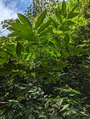 Sapindus mukorossi