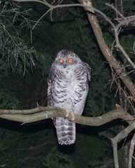 Ninox strenua