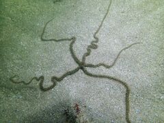 Macrophiothrix