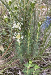 Pimelea humilis