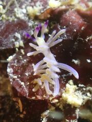 Pteraeolidia semperi