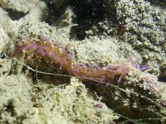 Pteraeolidia semperi