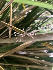 Zaprochilus australis