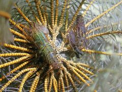 Synalpheus stimpsonii