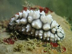 Phyllidiella pustulosa