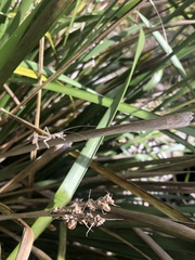 Zaprochilus australis