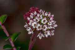 Platysace lanceolata