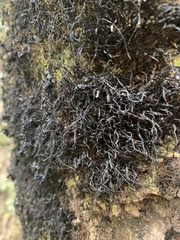 Heterodermia leucomelos