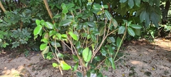 Camellia japonica