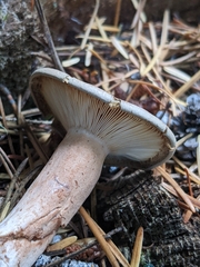 Lactarius rufus