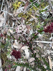 Platysace lanceolata