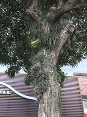 Tillandsia