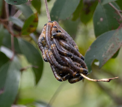 Perga dorsalis