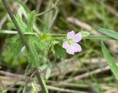 Geranium retrorsum