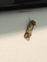Cosmodes elegans