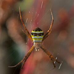 Argiope minuta