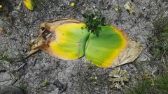 Haemanthus sanguineus