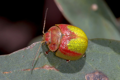 Paropsisterna pictipes