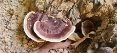 Nigroporus vinosus