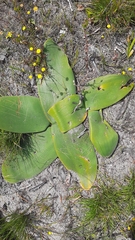 Brunsvigia orientalis