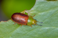Calomela satelles