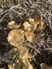 Agrocybe praecox