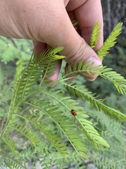 Cheilomenes sexmaculata