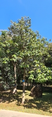 Magnolia foveolata