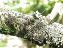 Leptotarsus rufibasis