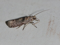 Indomyrlaea ferreotincta