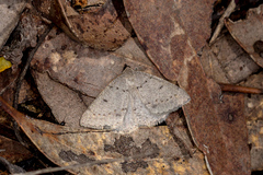 Taxeotis reserata