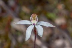 Caladenia moschata