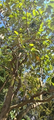 Magnolia foveolata