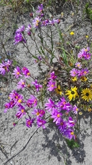 Senecio arenarius