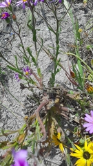 Senecio arenarius