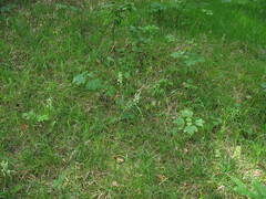 Platanthera chlorantha