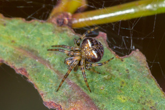 Araneus albotriangulus