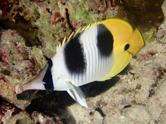 Chaetodon ulietensis