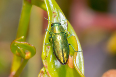 Melobasis obscurella