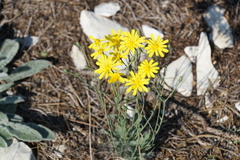 Hieracium tommasinianum