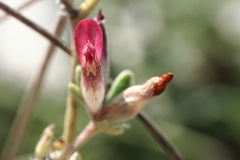 Anthyllis vulneraria rubriflora