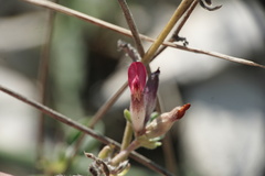Anthyllis vulneraria rubriflora