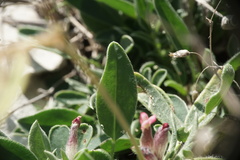 Anthyllis vulneraria rubriflora