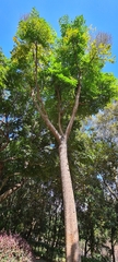 Heteropanax fragrans