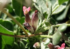 Anthyllis vulneraria rubriflora