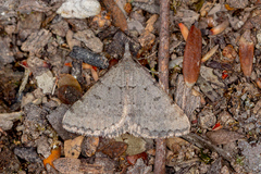 Dichromodes indicataria