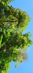 Heteropanax fragrans