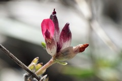 Anthyllis vulneraria rubriflora