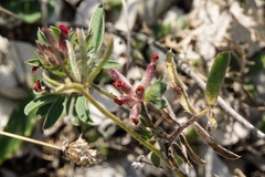 Anthyllis vulneraria rubriflora