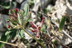 Anthyllis vulneraria rubriflora